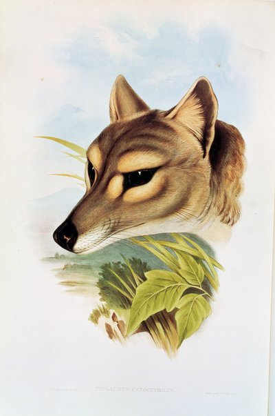 Tasmanian Wolf or Tiger by Henry Constantine Richter